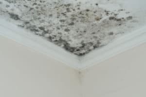 How to Get Rid of Mold on Wood in Attic - Attic Insulation Toronto